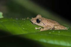 Pristimantis palmeri