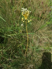 Allium flavum