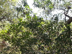 Heteromeles arbutifolia