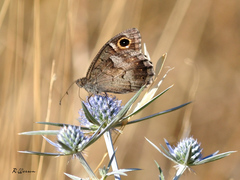 Hipparchia statilinus