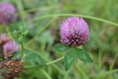 Trifolium pratense