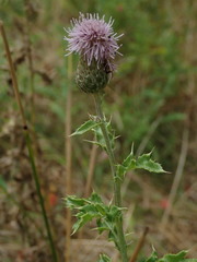 Cirsium arvense