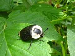 Necrophila americana