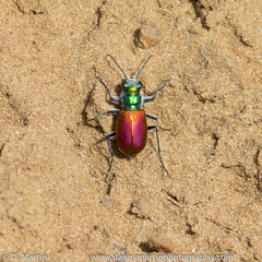 Cicindela scutellaris scutellaris