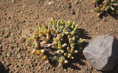 Peersia macradenia