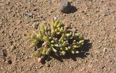 Peersia macradenia