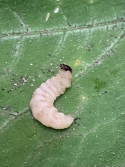 Eichlinia cucurbitae