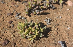 Peersia macradenia