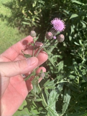 Cirsium