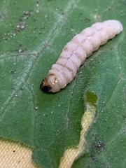 Eichlinia cucurbitae