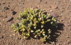 Peersia macradenia
