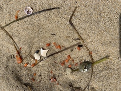 Clione limacina