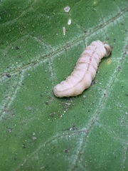 Eichlinia cucurbitae