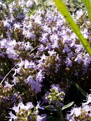 Thymus × cimicinus