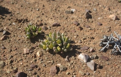 Peersia macradenia