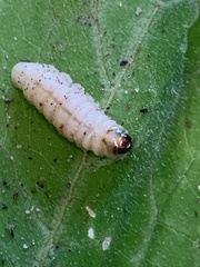 Eichlinia cucurbitae