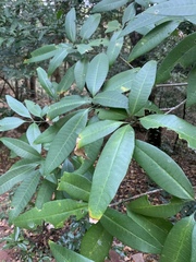 Tabernaemontana elegans