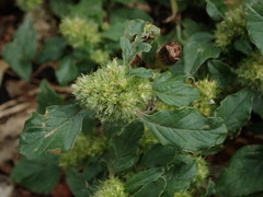 Amaranthus retroflexus