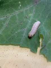 Eichlinia cucurbitae