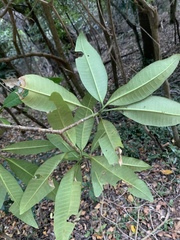 Tabernaemontana elegans