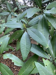 Tabernaemontana elegans