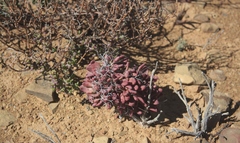 Tylecodon reticulatus