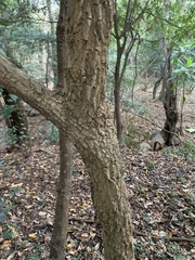 Tabernaemontana elegans