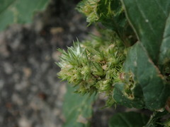 Amaranthus retroflexus