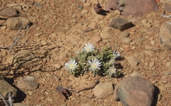 Drosanthemum framesii