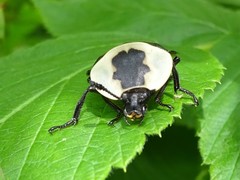 Necrophila americana
