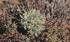Tylecodon reticulatus