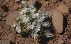 Drosanthemum framesii