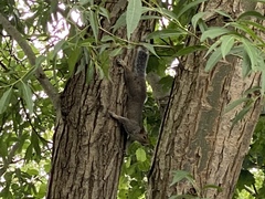 Sciurus carolinensis