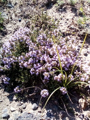 Thymus × cimicinus