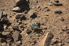 Albuca concordiana