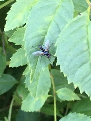 Gastrolepta anthracina