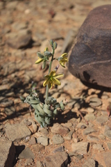 Albuca concordiana