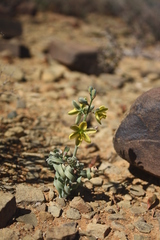 Albuca concordiana