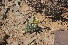 Albuca concordiana