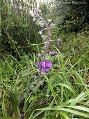 Verbascum phoeniceum