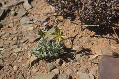 Albuca concordiana