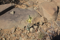 Albuca concordiana