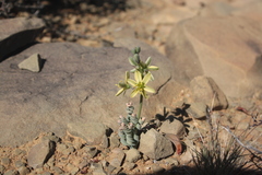 Albuca concordiana