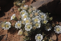 Drosanthemum framesii