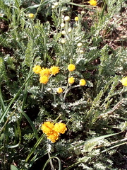 Tanacetum achilleifolium