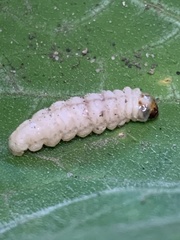 Eichlinia cucurbitae