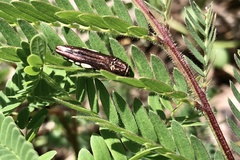 Agrilus cavatus