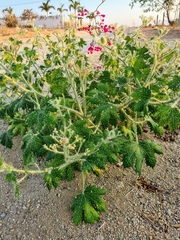 Cnidoscolus maculatus