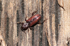 Bothrideres bipunctatus