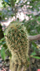 Pilosocereus robinii